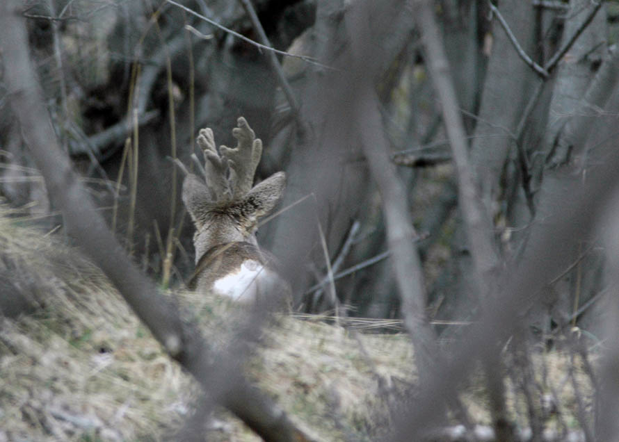 Il Capriolo